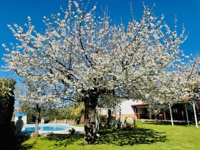 Villa "Casa Al Chiazzullo" Mirabella Eclano Eksteriør billede